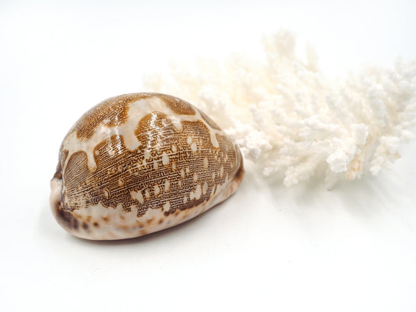 Creamy Brown and Beige Cowrie Shell